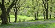 A walk in Bluebell Wood, just a few minutes from the holiday cottages. Lovely oak trees, lush grass and bright bluebells.