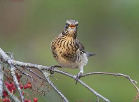 Thumbnail for RSPB Sites & Reserves