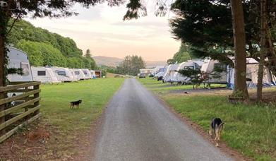 Gated entrance to touring pitches, showing dog friendly atmosphere
