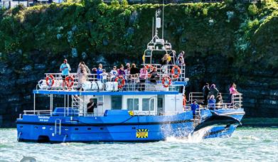 A pair of bottlenose dolphins pictured breaching the surface as they socialise near our dolphin spotting boat Ermol 5 during a two hour trip along the