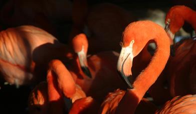 Llanelli's brightest birds