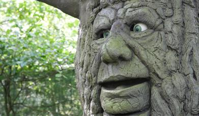 A tree with a face in the Welsh Legends Maze