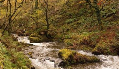 Dyfi Forest - Nant Gwernol