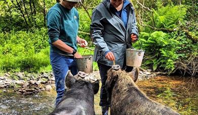 Take some pet KuneKune pigs for a walk and a paddle in Wales