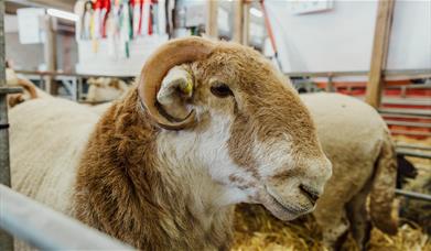 Royal Welsh Show, Builth Wells
