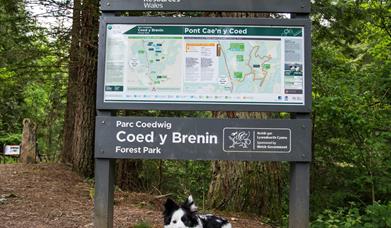 Coed y Brenin Forest Park (NRW)