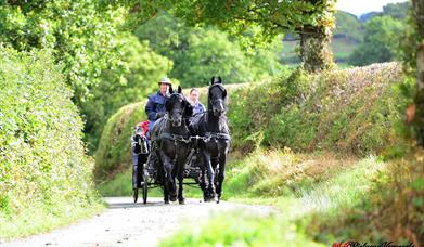 Fraithwen Friesians Carriage Driving