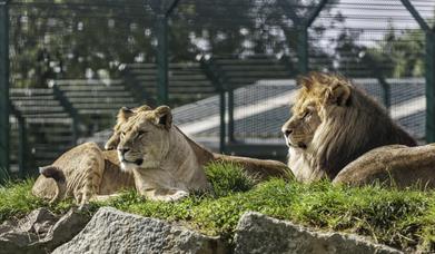 Folly Farm Adventure Park and Zoo