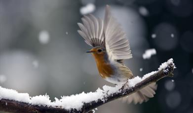 Winter Robin
