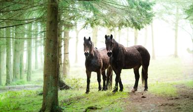 Trans Wales Trails
