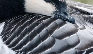 Barnacle Goose