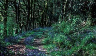 Coed y Foel Woodland and Countryside Walk