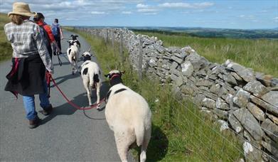 Jacob Sheep Trekking