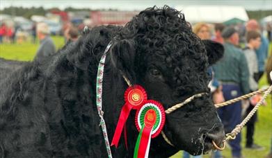 Sioe Sir Meirion / Meirioneth County Show