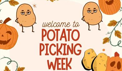 Half Term Potato Picking Week at Fantasy Park