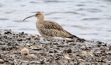 Waders and Wetlands at RSPB Ynys-hir