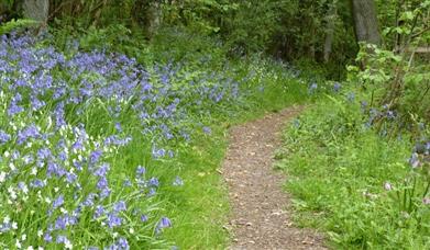 Bailey Einion Bluebells