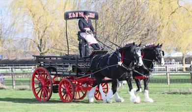 South Wales Shire Horse Show
