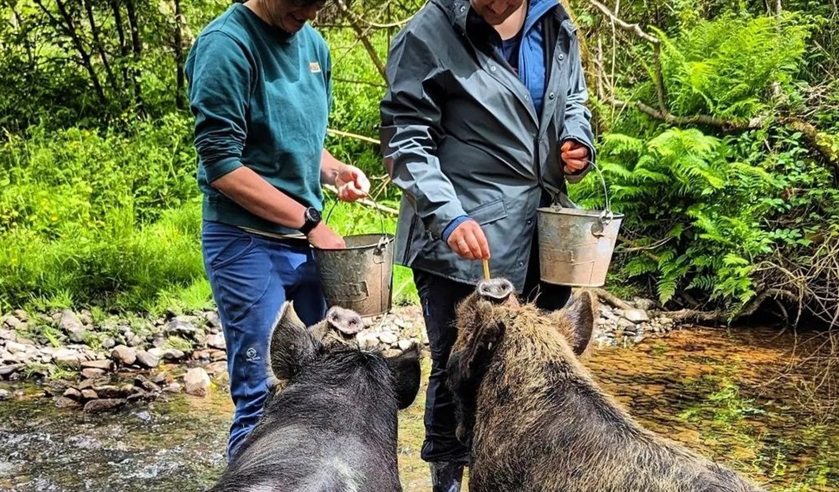 Take some pet KuneKune pigs for a walk and a paddle in Wales