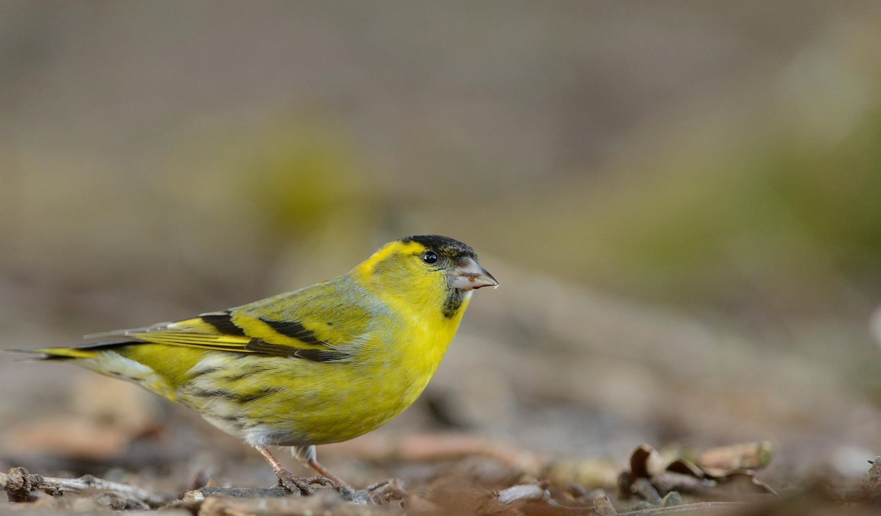 Siskin - Image Credit: Ben Andrew