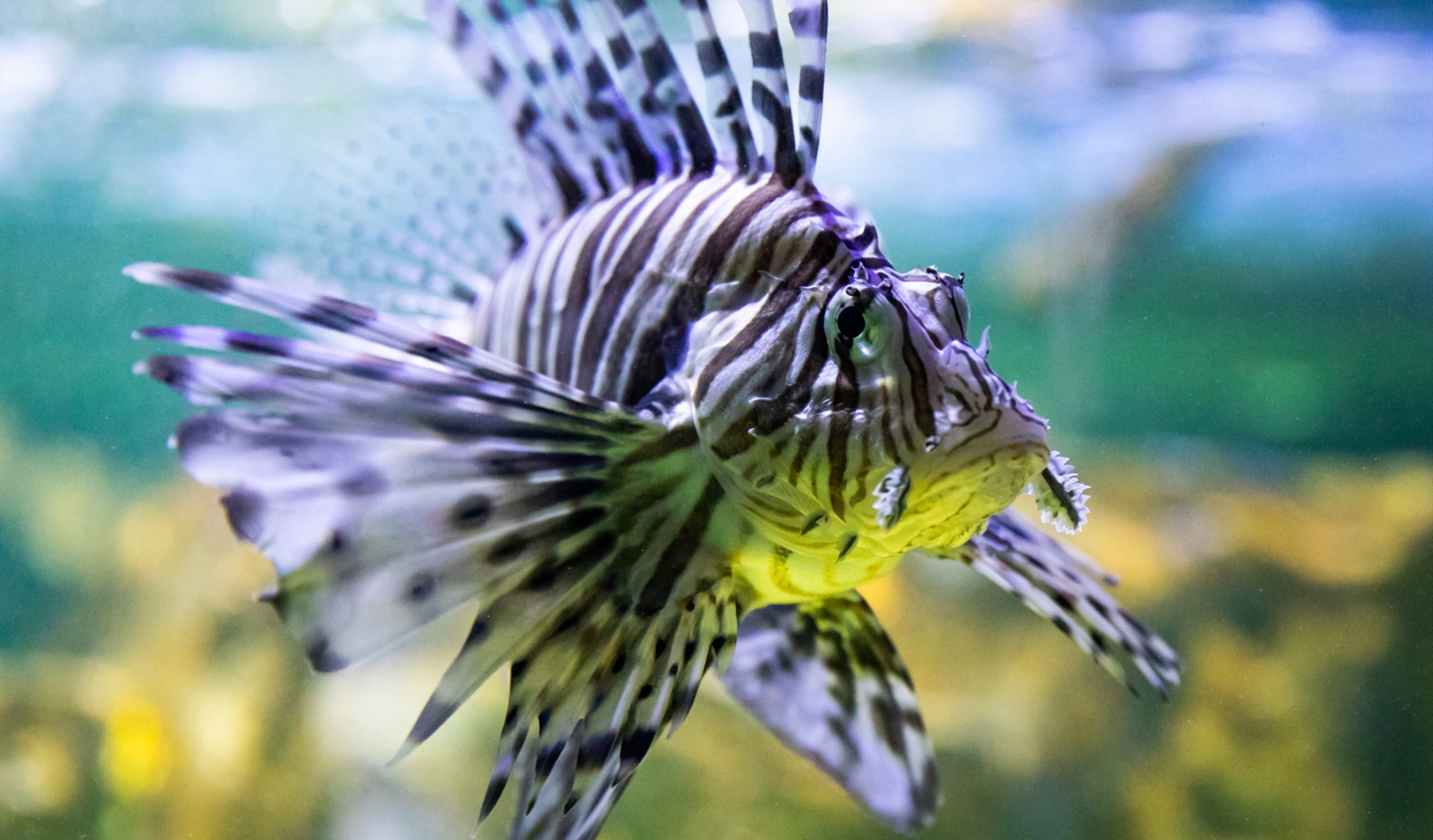 SeaQuarium, Rhyl