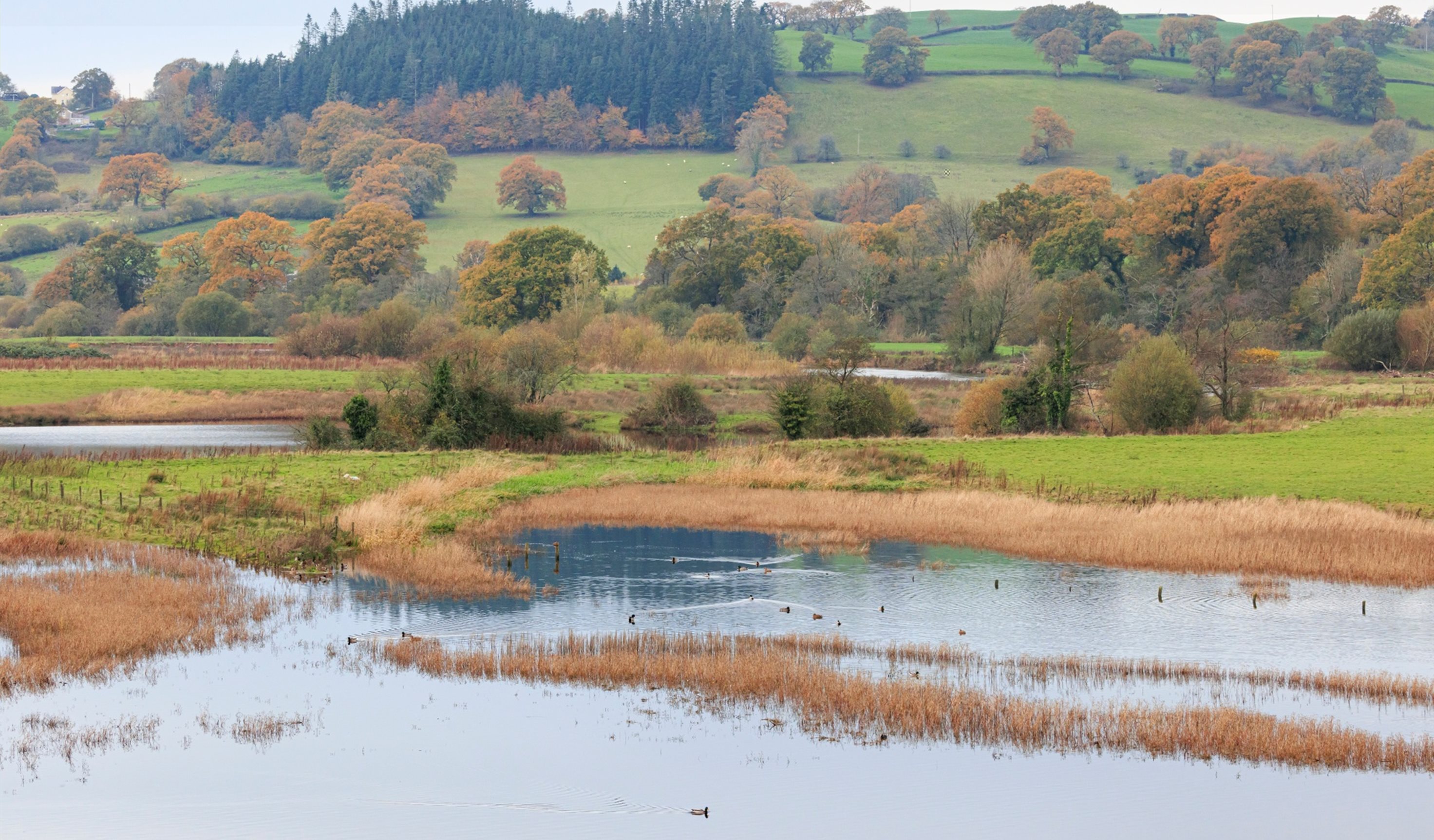 Dinefwr Estate | Waterfowl from the Bird Hide