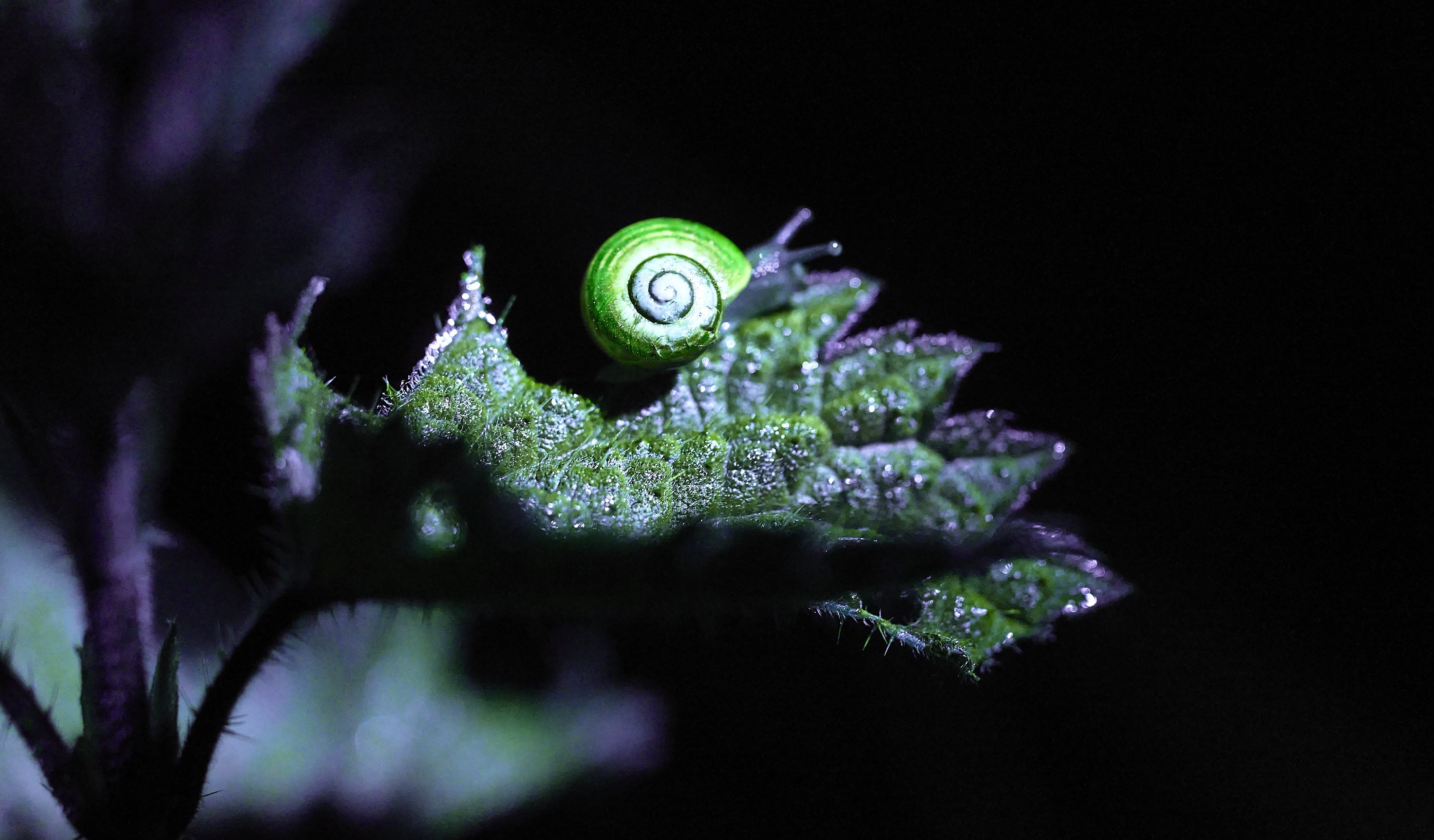 Biofluorescence Snail