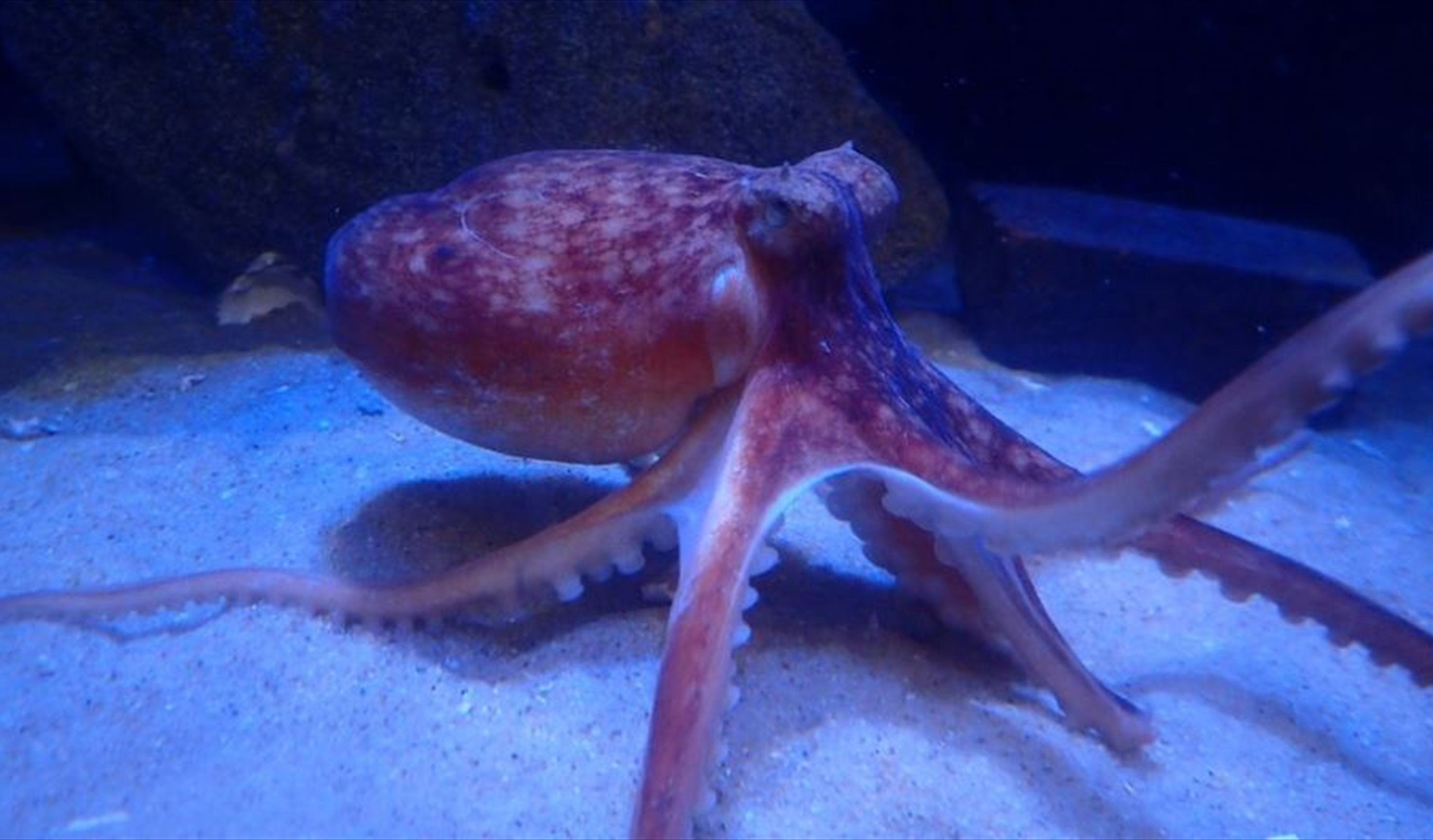 Anglesey Sea Zoo