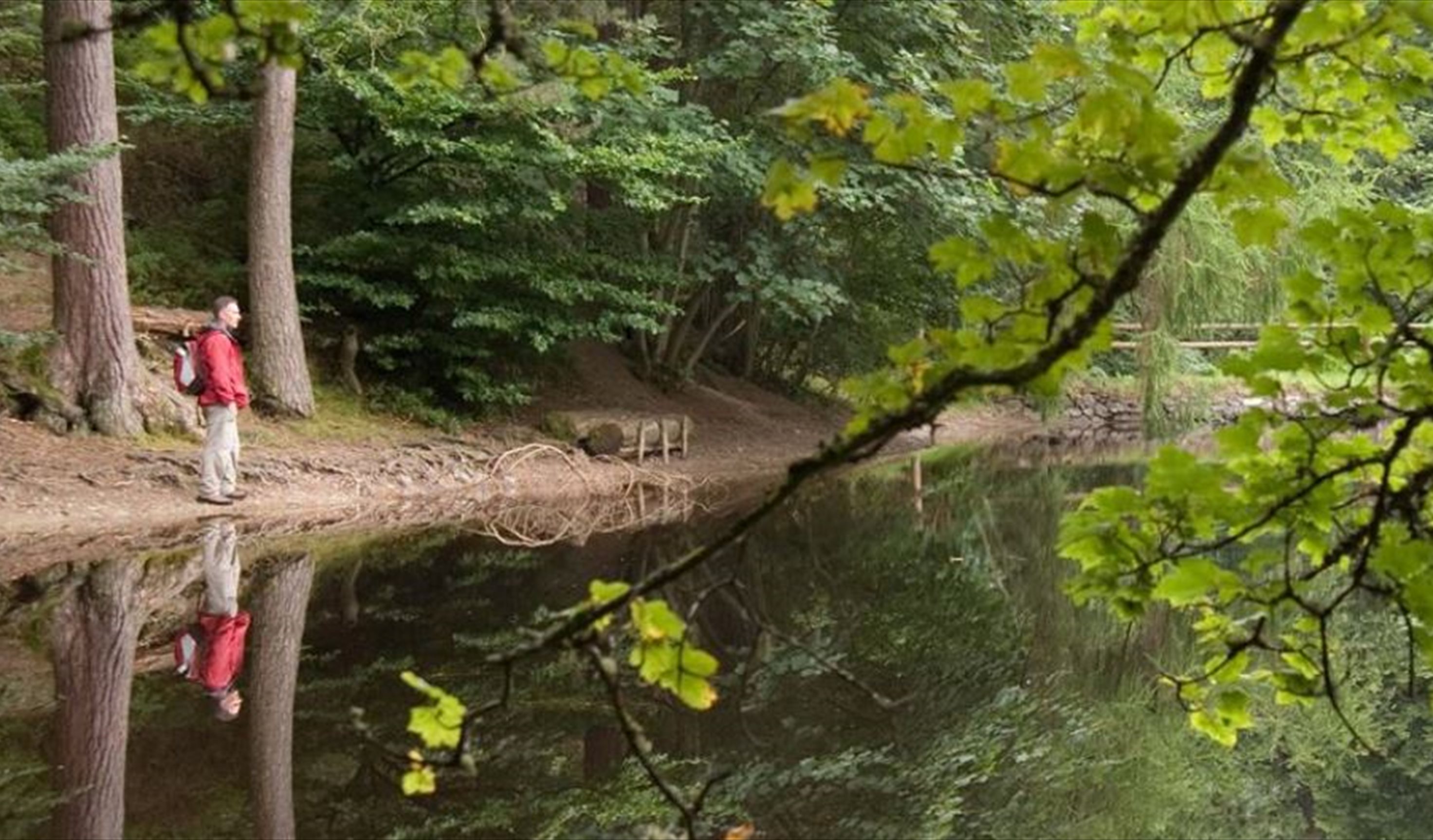 Clocaenog Forest (NRW)