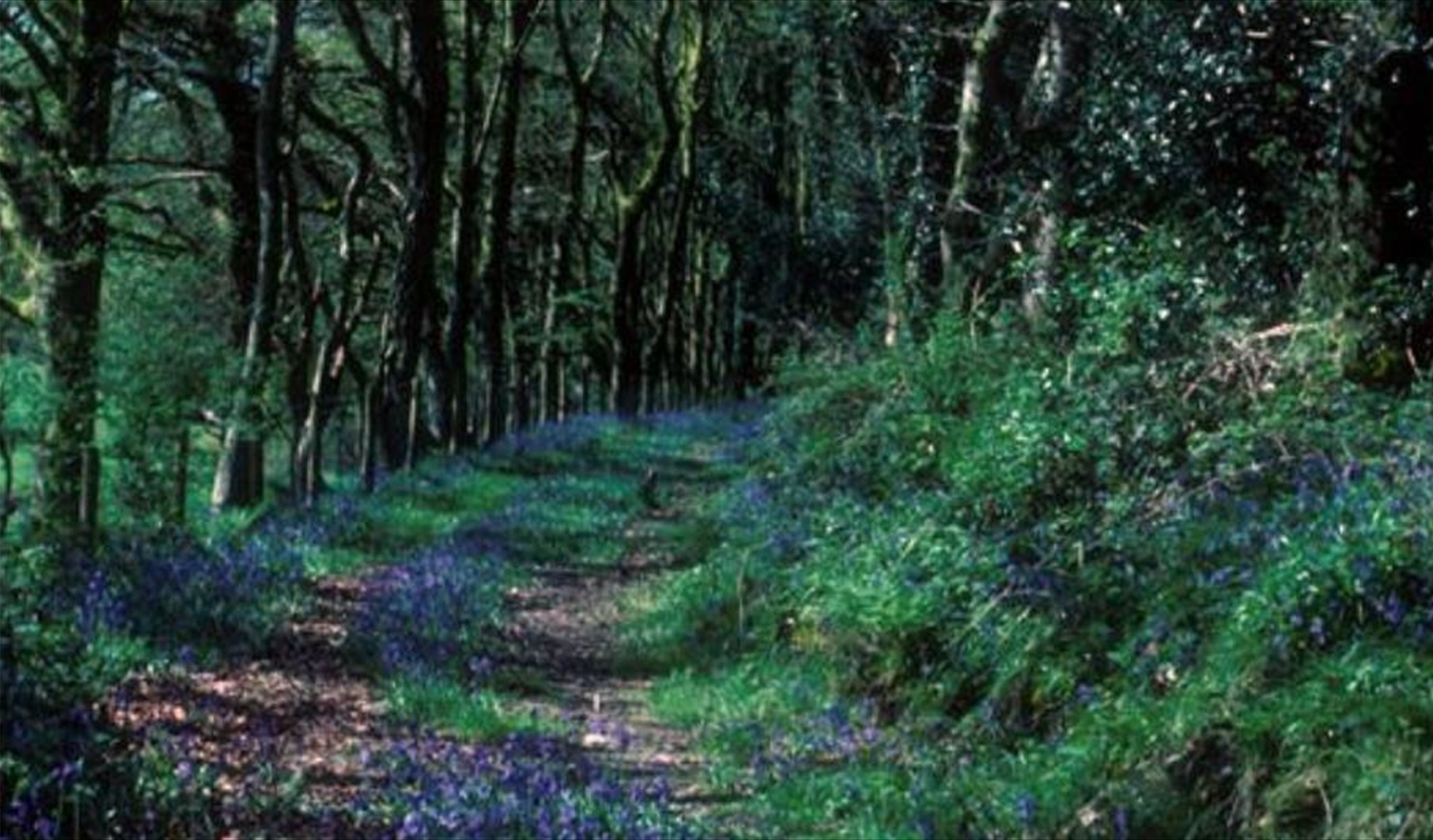 Coed y Foel Woodland and Countryside Walk