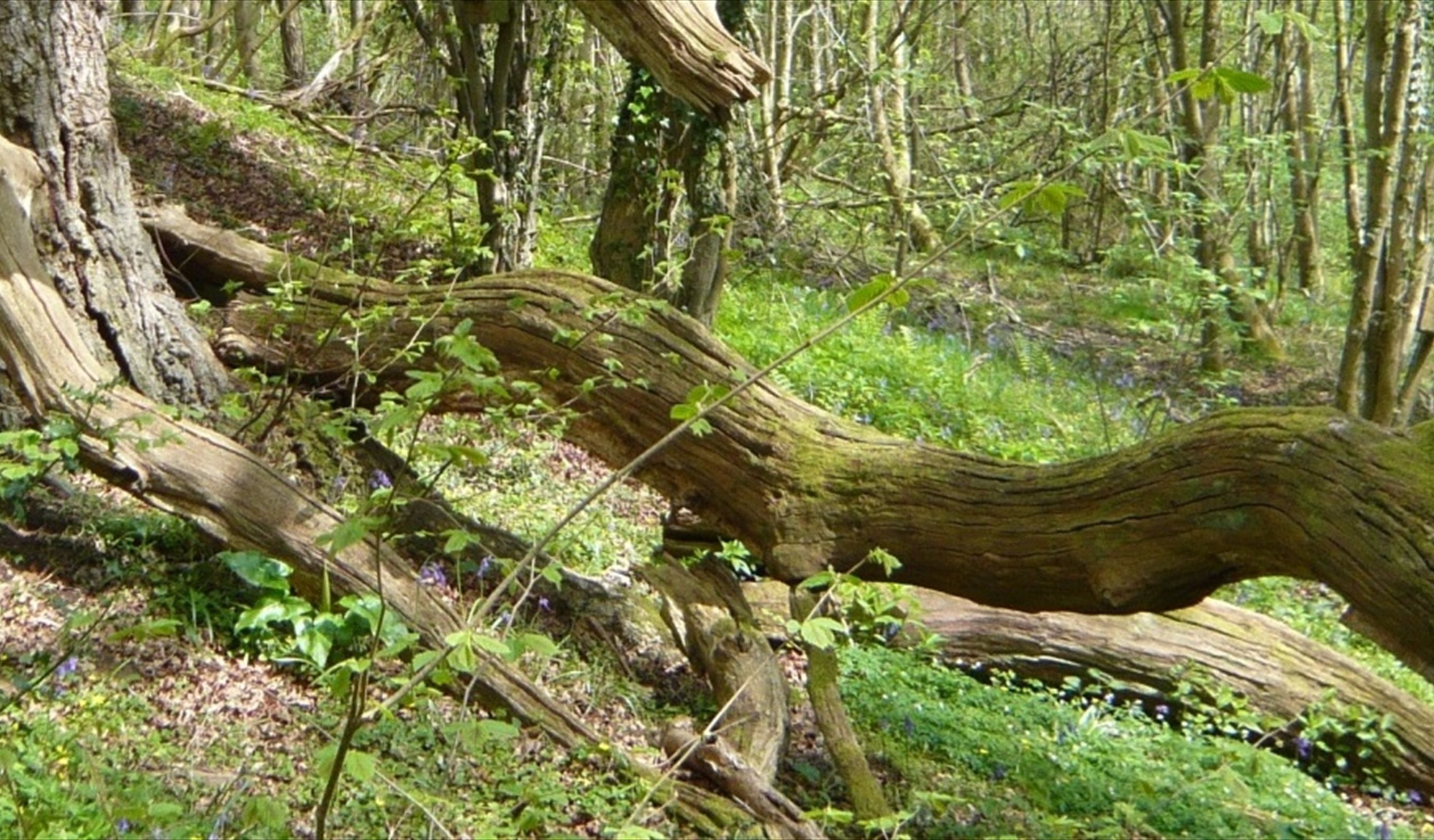 Cwm Byddog Nature Reserve