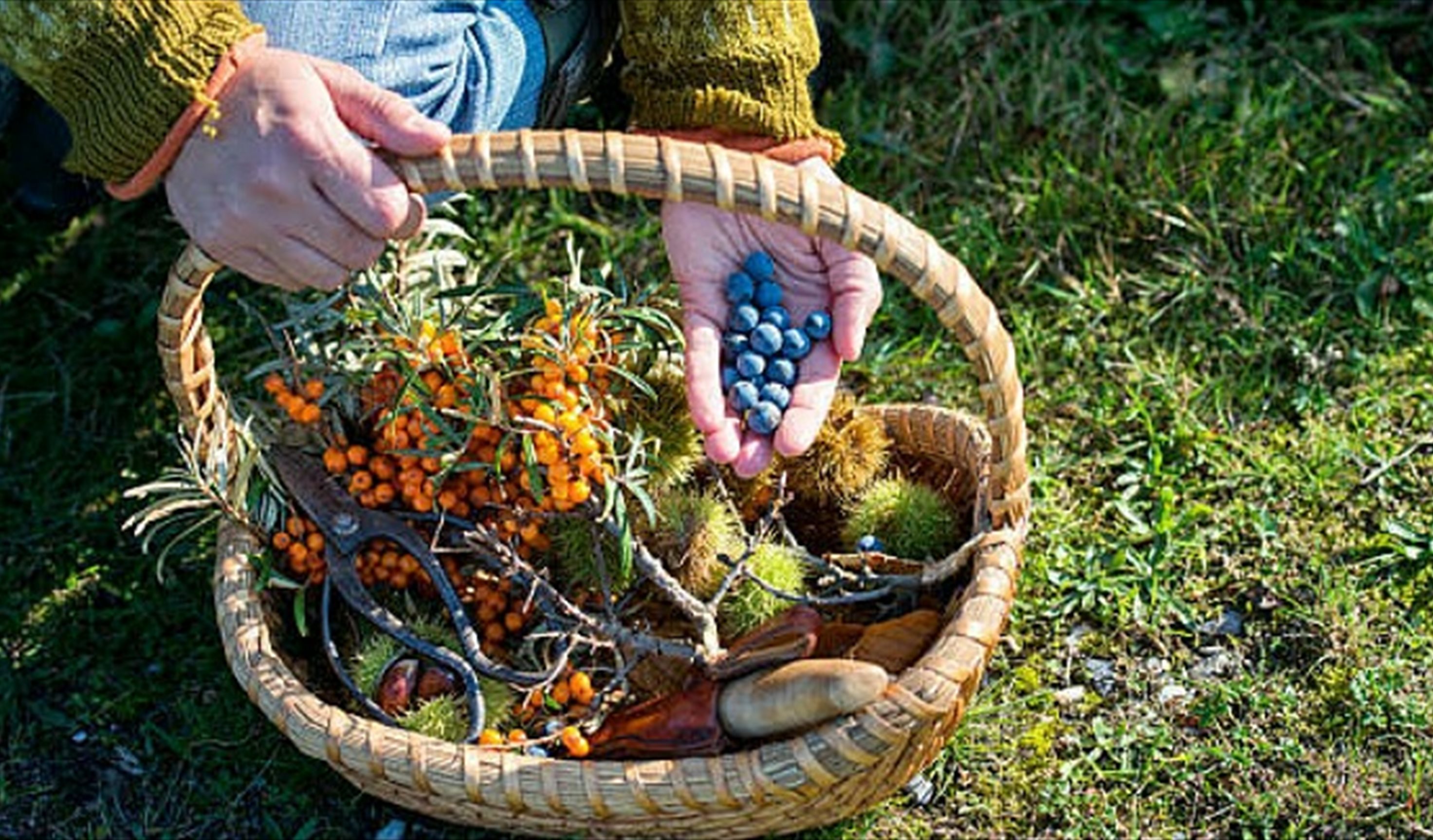 Foraging
