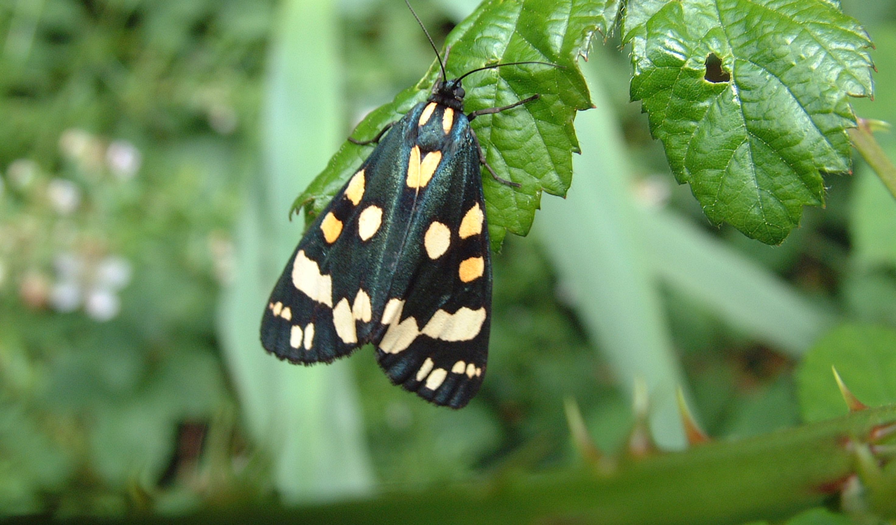 Moth