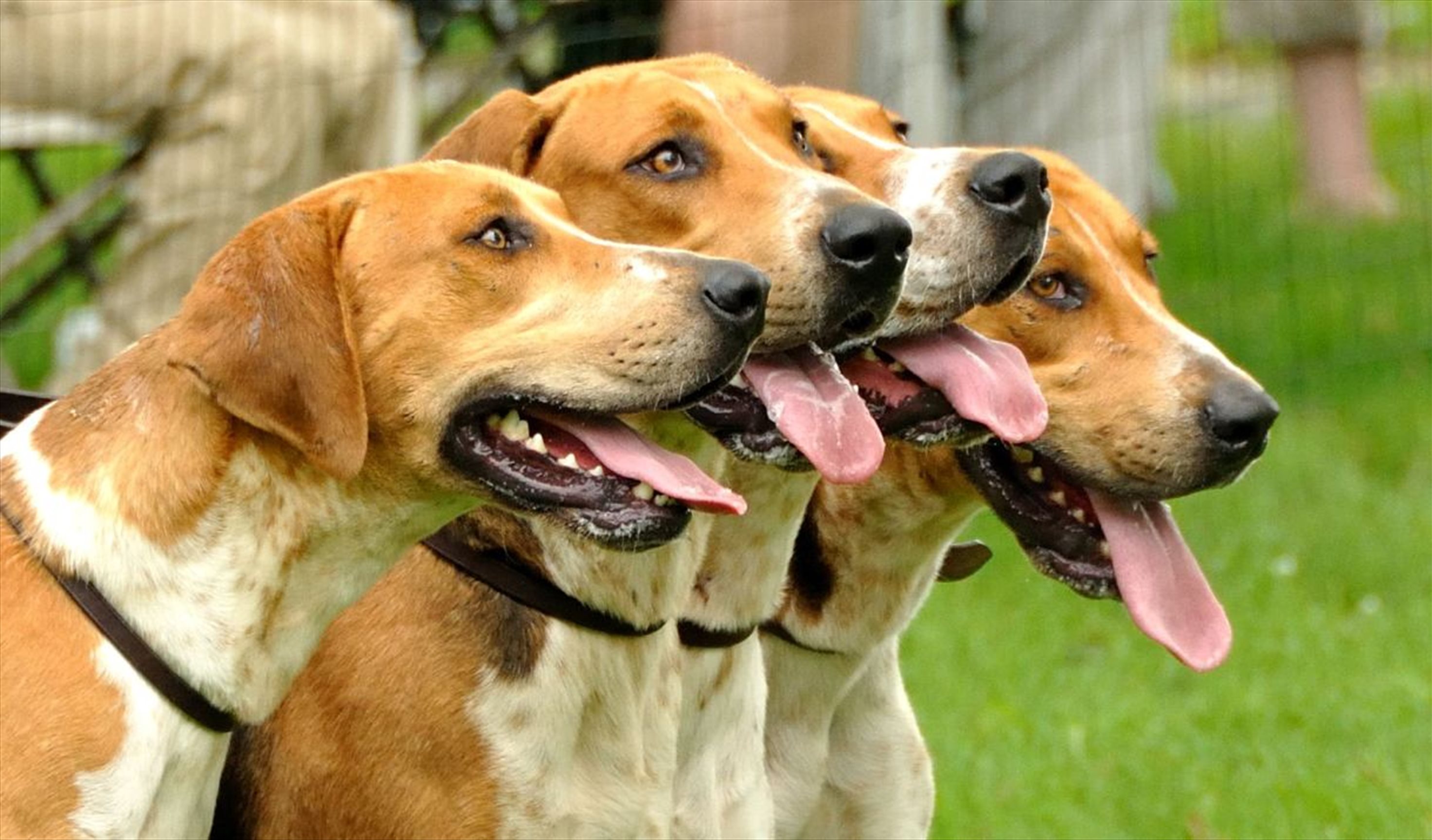 Wales and Border Counties Hounds Show
