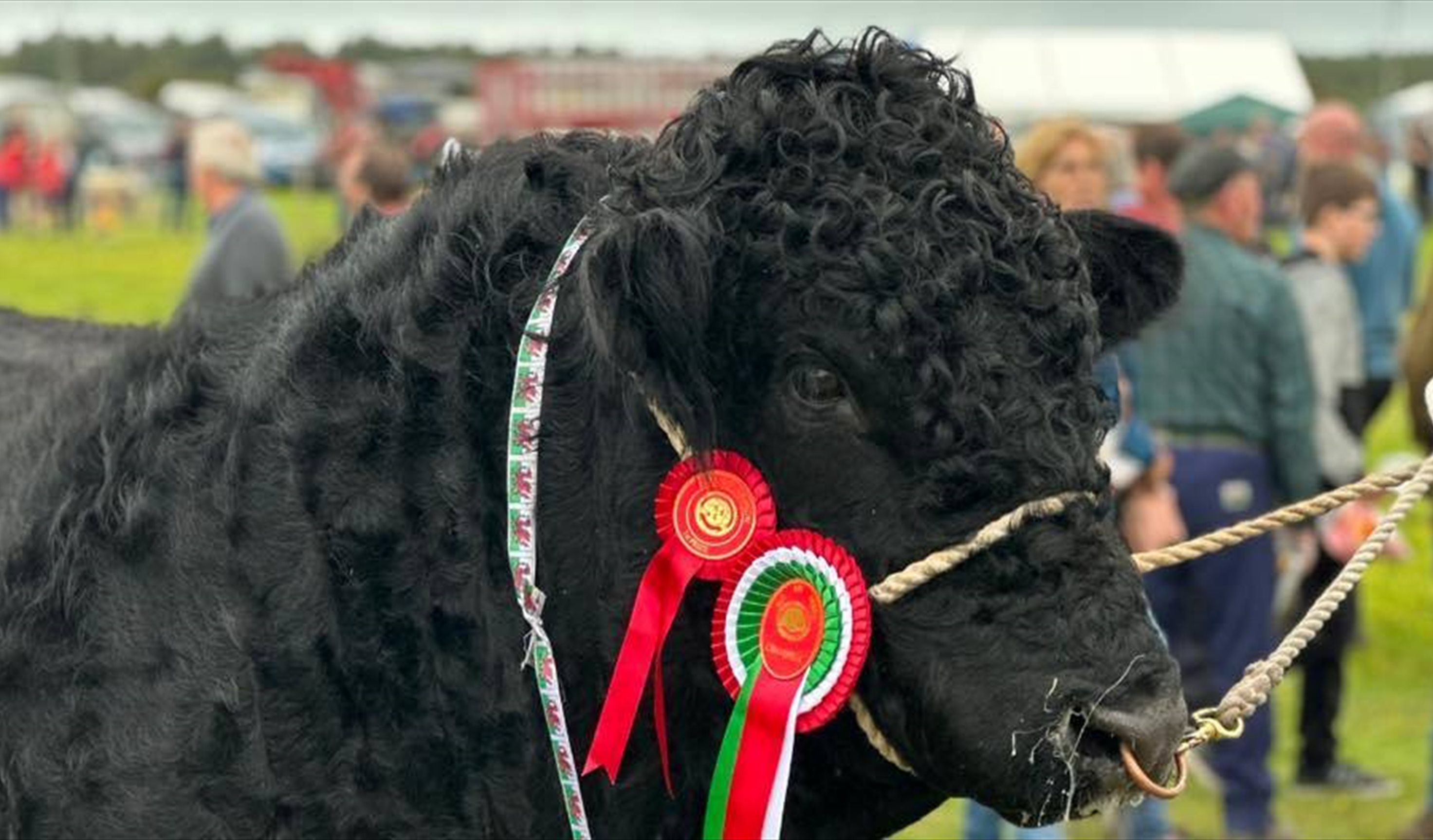 Sioe Sir Meirion / Meirioneth County Show