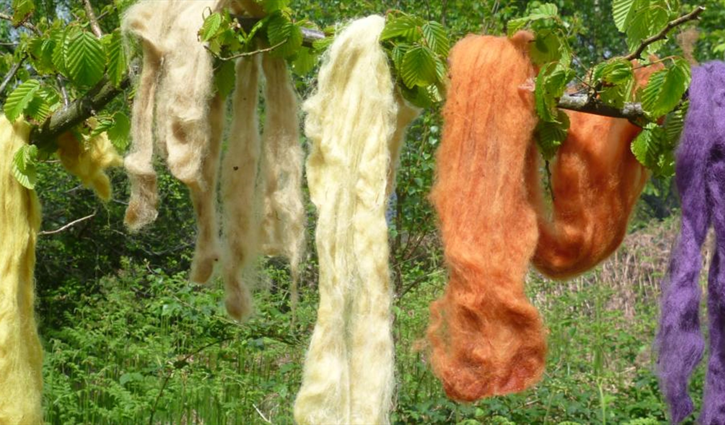 Natural Dyeing RSPB