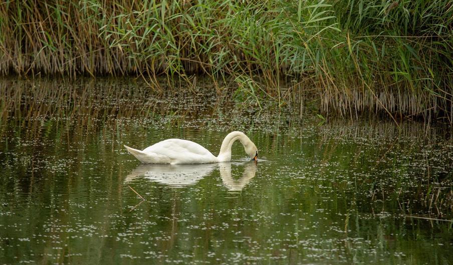 Moth trapping - Newport Wetlands - Newport Wetlands - The RSPB