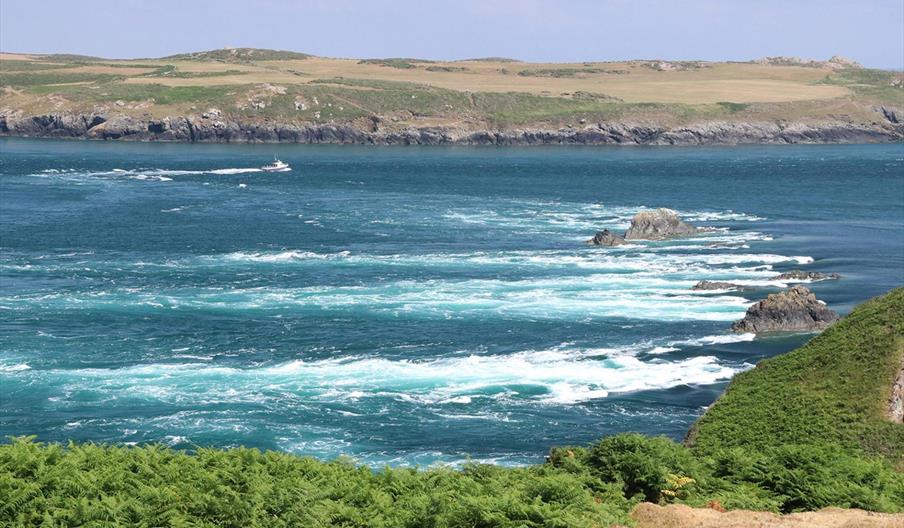 Wildlife boat trips to see the porpoise in the white water in Ramsey Sound on a traditional boat trip or on a fast RHIB
