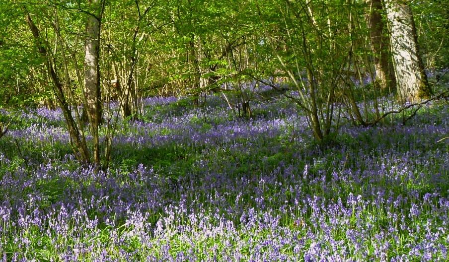 Coed Pendugwm Nature Reserve