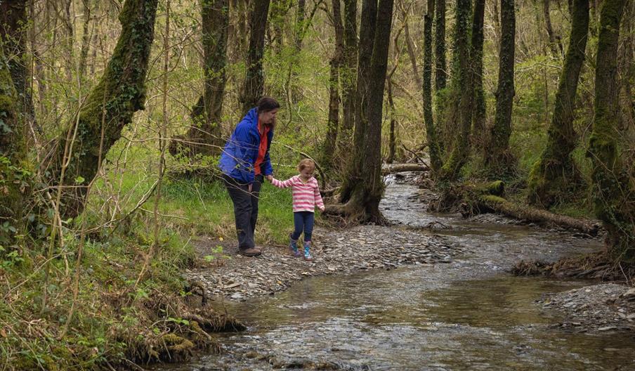 Cwm Rhaeadr Woodland