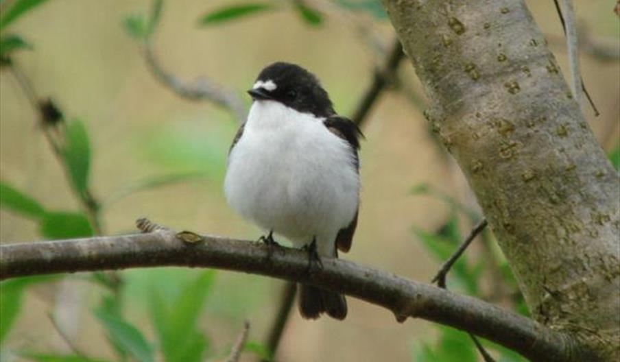 Pied Flycatcher RSPB Ynys-hir