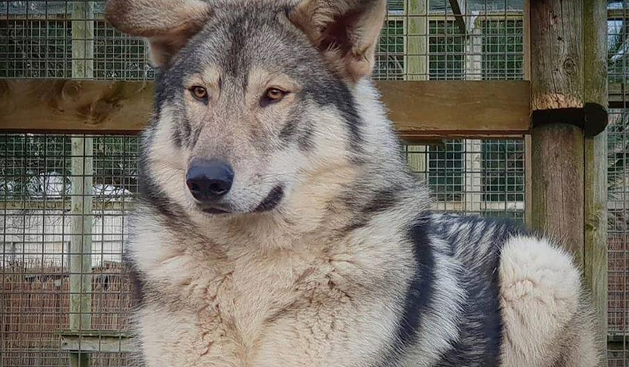 Image of Zeus, a wolfdog.
