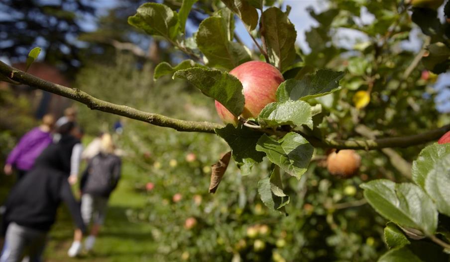 Apple weekend at Llanerchaeron