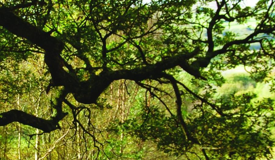 Coed Crafnant Reserve