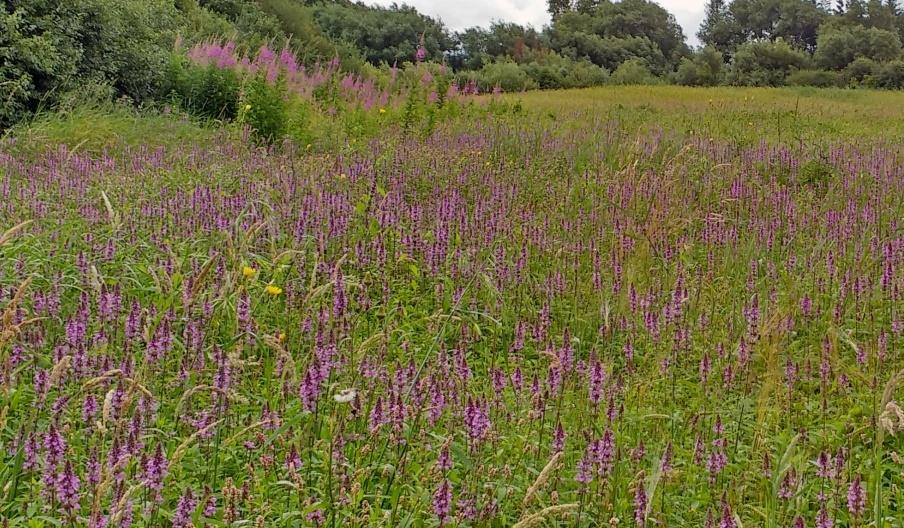 Dolydd Hafren Nature Reserve