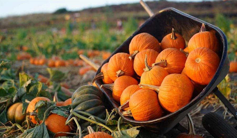 PYO Pumpkin Patch at Porth Farm