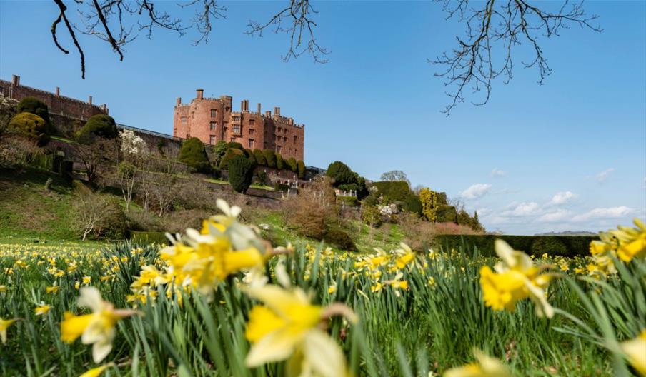 St David's Day at Powis Castle