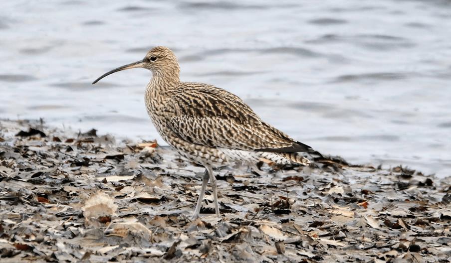 Waders and Wetlands at RSPB Ynys-hir