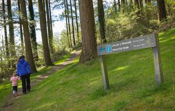 Cwm Rhaeadr Woodland