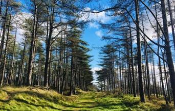 Pembrey Country Park